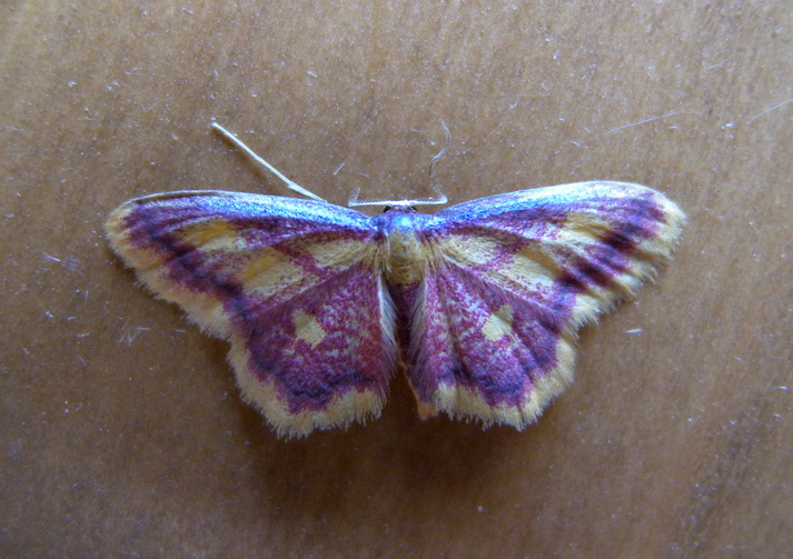 Idaea muricata